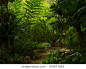 Tropical Garden Path, Queensland, Australia