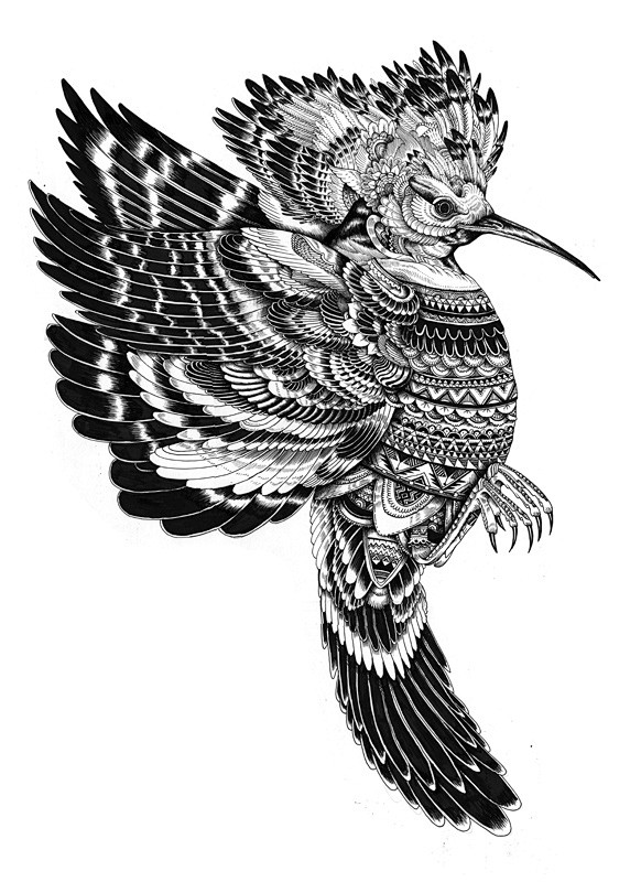 Birds of prey - Iain...