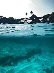 花 树木 草地 风景