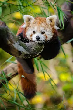 小熊猫