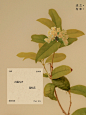 植物光阴·白露｜南粤银桂