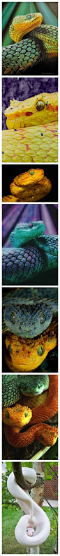 #绘画参考# #蛇# 【慎点大图】除了中间的卖萌白蛇外，其他色彩相当鲜亮的蛇名叫Bush Viper Snake [剧毒]，全身覆盖了瓦状的光滑鳞片。（(´･ω･｀)其实只看图片还挺可爱的）