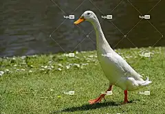 鸭 鸟 动物 桌面背景 羽毛 喙 水禽 4K壁纸1920X1080