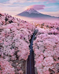 Cherry blossoms with Mount Fuji in the background - Album on Imgur