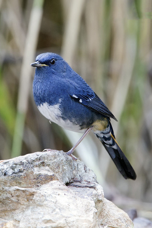 雀形目鹟科短翅鸲属白腹短翅鸲