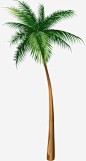 海南椰子树