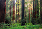 Sun Rays, The Redwoods, California
photo via landscapes