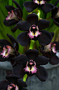 Cymbidium Kiwi Midnight 'Geyserland' #cuudulieutransang | cuu du lieu, cap cuu du lieu, phuc hoi du lieu, khoi phuc du lieu, cứu dữ liệu, cấp cứu dữ liệu, phục hồi dữ liệu, khôi phục dữ liệu, cuu du lieu tran sang, cứu dữ liệu trần sang, cong ty cuu du li