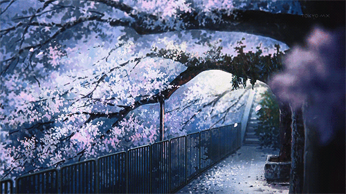 ❄最美那时樱花雨❄
