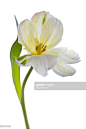Studio shot of a White Tulip on a white background : 圖庫照片