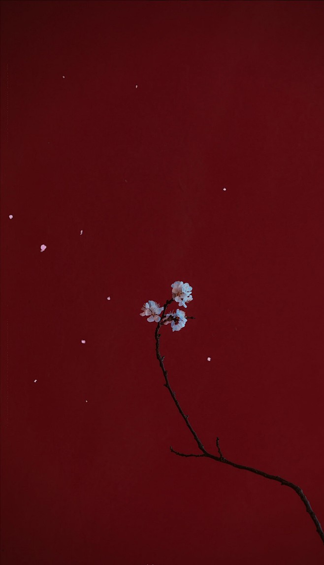 toro95从大森林小故事转采于2019-12-26 17:24:00故宫·梅背景toro