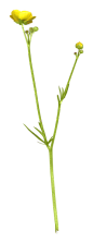 花枝花草免抠PNG图片素材（第②集)