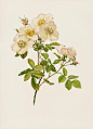 Ellen Wilmott Rose Prints Genus Rosa 1914