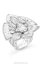 珠宝设计超话#新星涛涛卡#
喜欢宝诗龙的这些仙女戒指，18k白、钻石、水晶
纯净之美