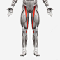 人体肌肉组织分布png免抠素材_新图网 https://ixintu.com 人体肌肉组织分布 肌肉组织 肱二头肌 肌肉锻炼 人体骨骼 人体器官人体模型 人体结构图 医学研究