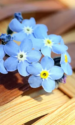 清新唯美紫色花卉手机壁纸 768x1280