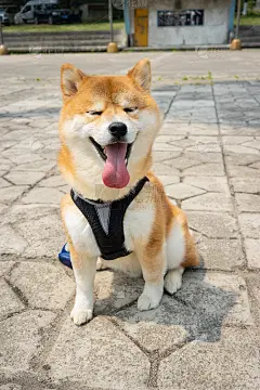 柴狗眯着眼睛坐在地上