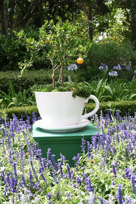 Tea cup gardening: 