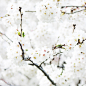 Close up of cherry blossom branch in full bloom in Spring, High Park
