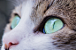 cat's eyes mammal fur