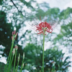 一路花香，是我想你的季节