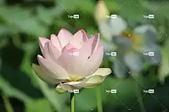 莲花 花 花卉背景 花壁纸 粉红色的花 花瓣 粉红色的花瓣 盛开