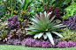 Alcantarea imperialis, Cordyline, Caladium, Croton, Blue ginger, Xanthosoma aurea 'Lime Zinger'. Strobilanthes dyerianus, Neo and dwarf Rhoeo. Hundscheidt Garden.: 