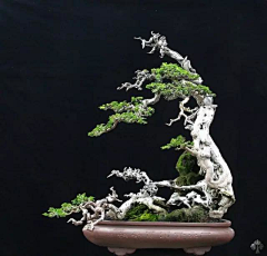 雾送采集到植物