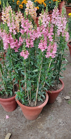 王坨坨坨采集到花境