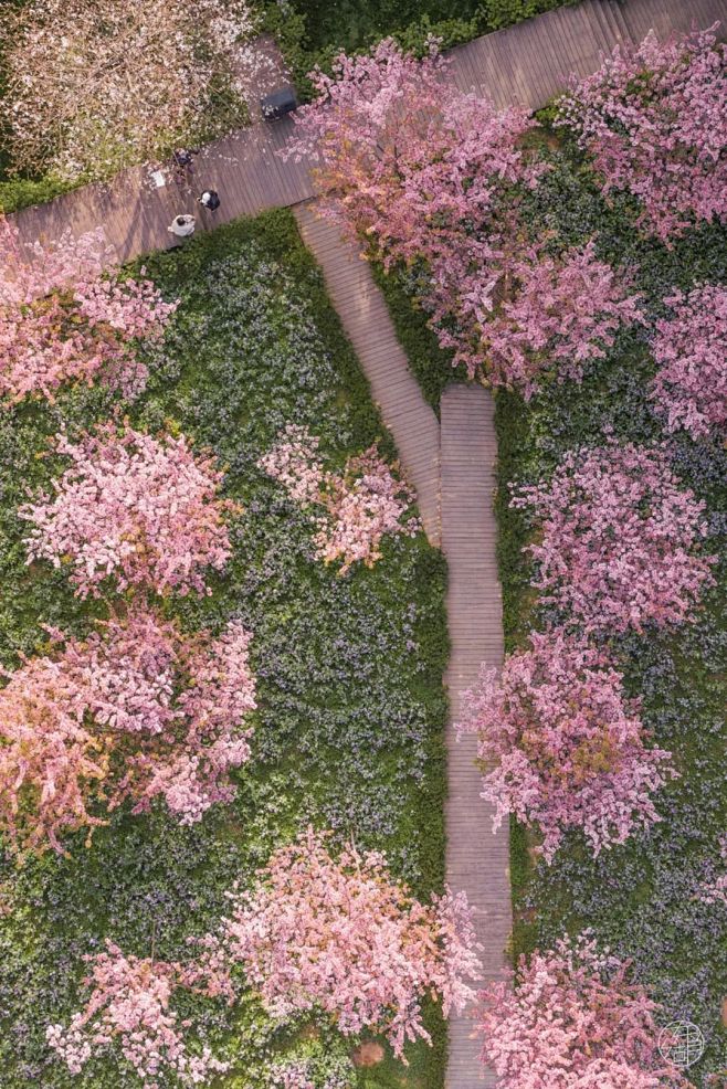 东湖樱花园 樱花林