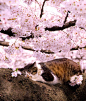 MY CAT ART - Zambayes -cybergata:From Japanese Cute Cats