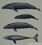 -艺术家Brett Jarrett绘制的《海兽图鉴》。