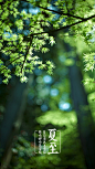 夏日熏风暑坐台，蛙鸣蝉噪袭尘埃。——夏至