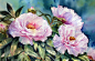 来自画家  Ann Mortimer 画笔下的花卉 ​​​​