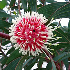 LockLee采集到植物 山龙眼科（针垫花，国王花，银桦）