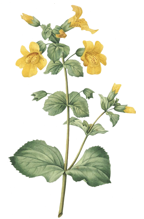复古维多利亚时期花朵花卉扣图案装饰元素