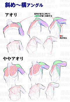 盐下采集到素材（人体结构）