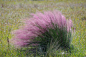 【生生景观推荐观赏草】毛芒乱子草[Muhlenbergia capillaris]，株高90厘米，花期9－11月，叶子细小中空，以根茎为中心，扩散生长，秋季发丝般的花序变为粉紫色，喜光，排水通畅，通风环境，耐零下23度低温。#景观设计学习# @杨利伟景观设计