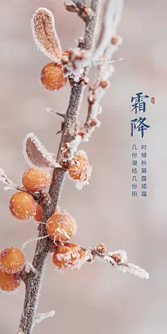 霜降节日简约插画大气节气唯美海报