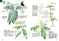 本案例摘自人民邮电出版社出版的《林中漫步 231种植物的手绘自然笔记 》http://product.dangdang.com/23741200.html