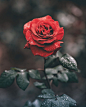 Close-up of a red rose with its petals and leaves covered in waterdrops