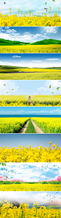 黄色金黄田野小清新油菜花海报banner背景