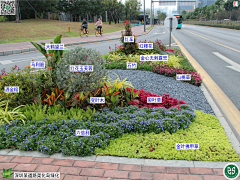大李子laoli采集到植物设计-花境