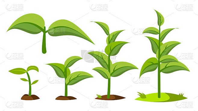 树苗，芽生长阶段矢量绘图集