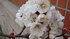 洁白美丽的杏花花卉桌面壁纸桌面壁纸3