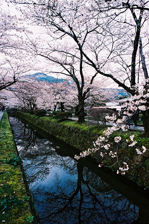 旅游，日本京都，樱花，樱花，春天