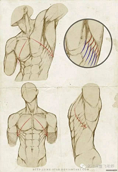 BC336采集到ANATOMY-1