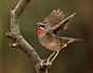 Photograph  Siberian Rubythroat