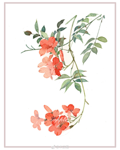 rHqMeLEY采集到花卉