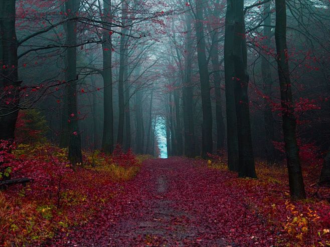 德国秋天树林美景